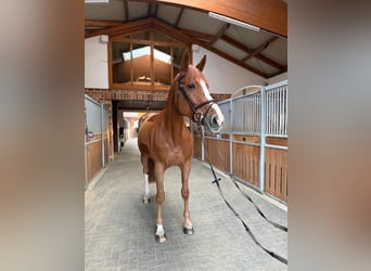 Alt Oldenburg, Mare, 6 years, 17 hh, Chestnut-Red