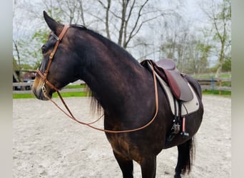 Alt Oldenburg, Mare, 7 years, 15,1 hh, Bay-Dark
