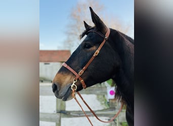 Alt Oldenburg, Mare, 7 years, 15,1 hh, Bay-Dark