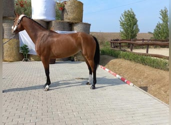 Alt Oldenburg, Mare, 7 years, Brown