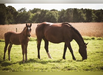 Alt Oldenburg, Mare, 8 years, 15,1 hh, Bay-Dark