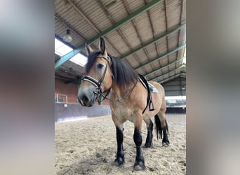 Alt Oldenburger, Stute, 9 Jahre, 15,1 hh