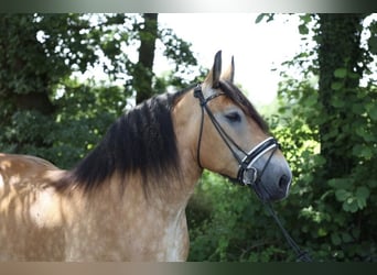 Alt Oldenburger, Stute, 9 Jahre, 15,1 hh