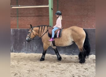 Alt Oldenburger, Stute, 9 Jahre, 15,1 hh