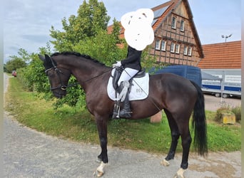 Alt Oldenburg, Mare, 9 years, 16.2 hh, Black Alt Oldenburg, Mare, 9 years, 16.2 hh, Black