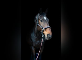 Alt Oldenburg, Mare, 9 years, 17,1 hh, Bay-Dark