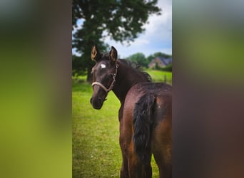 Alt Oldenburg, Mare, Foal (05/2024), 16,1 hh, Black