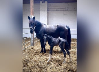 Alt Oldenburg, Mare, Foal (05/2026), 16.1 hh, Black