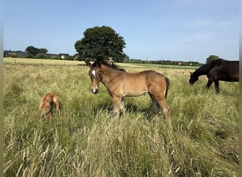 Alt Oldenburg, Mare, Foal (04/2025), 16 hh, Bay-Dark