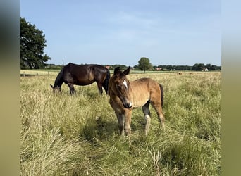 Alt Oldenburg, Mare, Foal (04/2025), 16 hh, Bay-Dark
