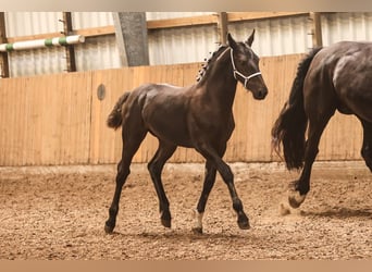 Alt Oldenburg, Mare, Foal (03/2025), 16 hh, Black