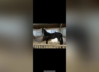 Alt Oldenburg, Stallion, 10 years, 16 hh, Black