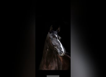 Alt Oldenburg, Stallion, 10 years, 16 hh, Black