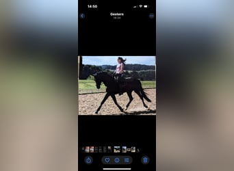 Alt Oldenburg, Stallion, 10 years, 16 hh, Black