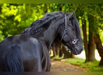 Alt Oldenburg, Stallion, 11 years