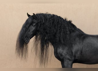 Alt Oldenburg, Stallion, 13 years