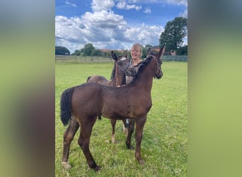 Alt Oldenburg, Stallion, 1 year, 16 hh, Black