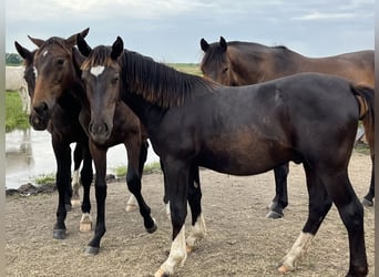 Alt Oldenburg, Stallion, 1 year, 16 hh, Black