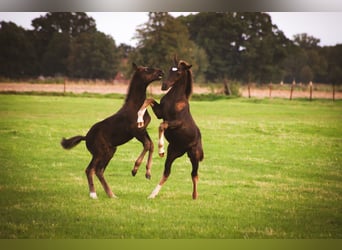 Alt Oldenburg, Stallion, 1 year, 16 hh, Black