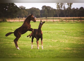 Alt Oldenburg, Stallion, 1 year, 16 hh, Black