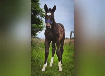 Alt Oldenburg, Stallion, 1 year, 16 hh, Black