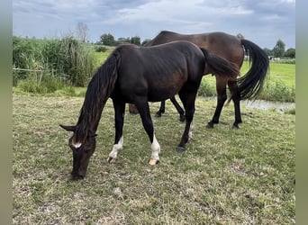 Alt Oldenburg, Stallion, 1 year, 16 hh, Black