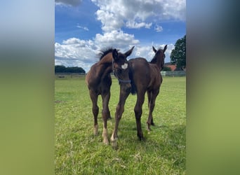 Alt Oldenburg, Stallion, 1 year, 16 hh, Black