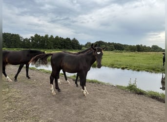 Alt Oldenburg, Stallion, 1 year, 16 hh, Black