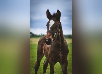 Alt Oldenburg, Stallion, 1 year, 16,2 hh, Black