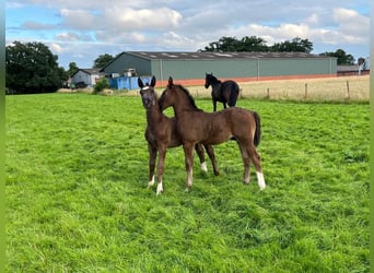 Alt Oldenburg, Stallion, 1 year, 16,2 hh, Black