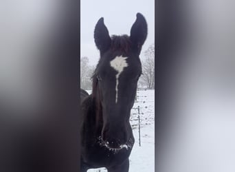 Alt Oldenburg, Stallion, 1 year, Black