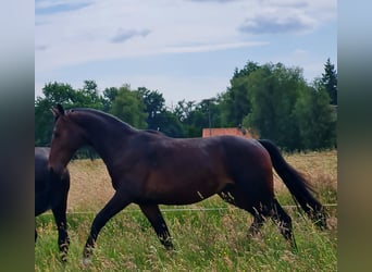 Alt Oldenburg, Stallion, 2 years, 15.2 hh, Brown