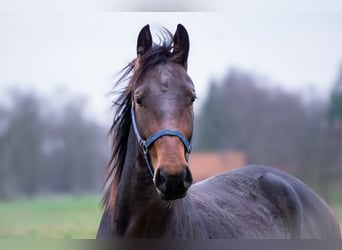 Alt Oldenburg, Stallion, 3 years, 15,2 hh, Brown