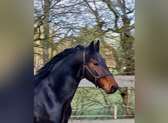 Alt Oldenburg, Stallion, 4 years, 16 hh, Brown