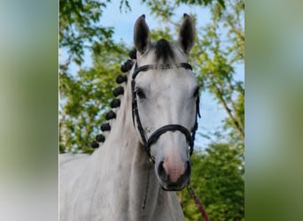 Alt Oldenburg, Stallion, 4 years, 17.2 hh, White