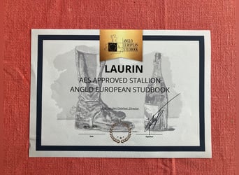 Alt Oldenburg, Stallion, 13 years, 16 hh, Black