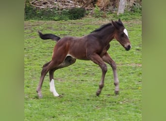 Alt Oldenburg, Stallion, 11 years, 16.1 hh, Black