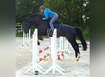 Alt Oldenburg, Stallion, 11 years, 16.1 hh, Black