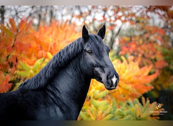Alt Oldenburg, Stallion, 12 years, 16 hh, Black