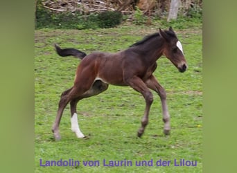 Alt Oldenburg, Stallion, 12 years, 16 hh, Black