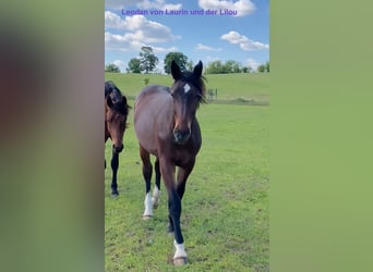 Alt Oldenburg, Stallion, 12 years, 16 hh, Black