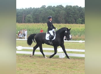 Alt Oldenburg, Stallion, 12 years, 16 hh, Black
