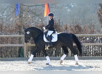 Alt Oldenburg, Stallion, 12 years, 16 hh, Black