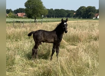Alt Oldenburg, Stallion, , 16 hh, Black