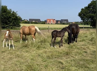 Alt Oldenburg, Stallion, , 16 hh, Black