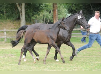 Alt Oldenburger, Hengst, Fohlen (04/2024), Rappe