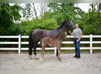 Alt Oldenburg, Stallion, Foal (04/2026), Black