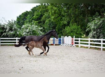Alt Oldenburg, Stallion, Foal (04/2026), Black
