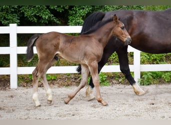 Alt Oldenburg, Stallion, Foal (04/2026), Black