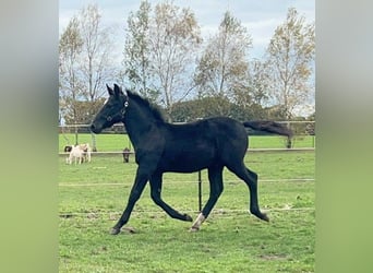 Alt Oldenburg, Stallion, Foal (05/2023), Black